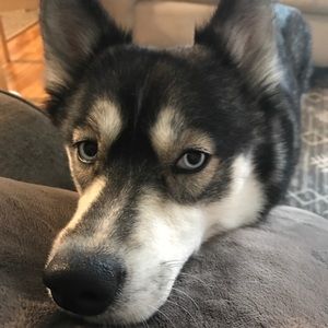 Meet your Posher, Ashton